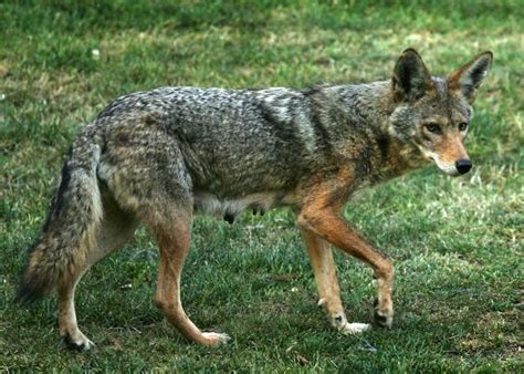 Coywolf: Hybridization between wolf and coyote by scientists has ...