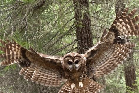 Northern Spotted Owl: Unique Endangered Hunting Species