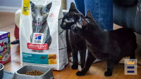 Best PetSmart cat food | KTLA