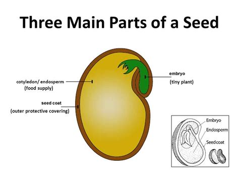 Anatomy Of A Bean Seed A Visual Guide