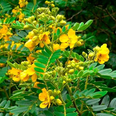 Ch De Sene Cassia Angustifolia Vahl G Parcelamento Sem Juros