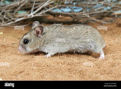 Cricetulus Barabensis Griseus Stockfotos und -bilder Kaufen - Alamy