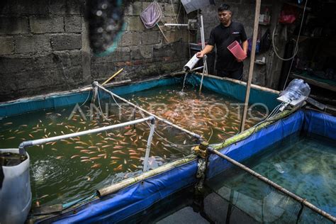 Pemanfaatan Lahan Tidur Untuk Budidaya Ikan Nila ANTARA Foto