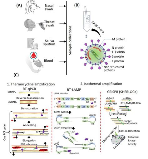 Schematic Of Current Diagnostic Methods For Viral Nucleic Acid