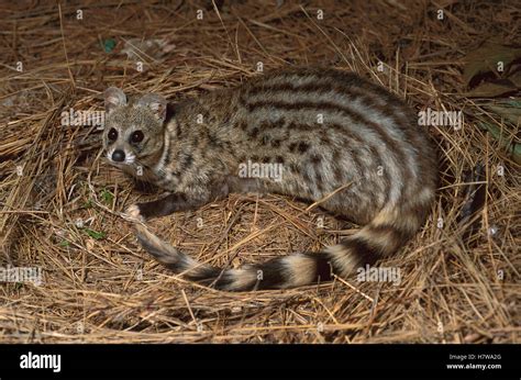 Large Spotted Genet Genetta Tigrina South Africa Stock Photo Alamy