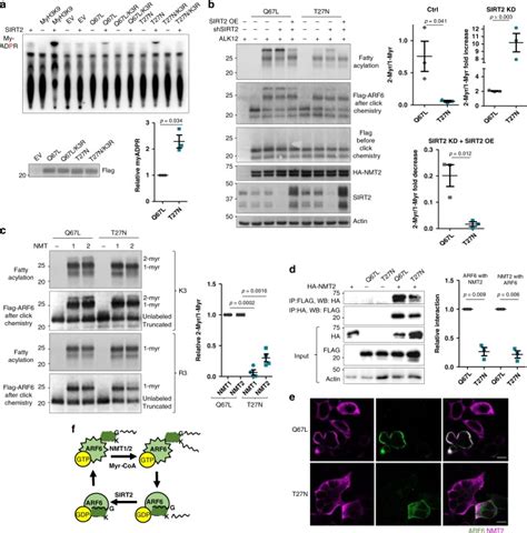 Nmt And Nmt Are Lysine Myristoyltransferases Regulating The Arf