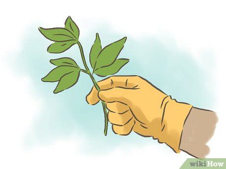 Como Cultivar Maracuj Imagens Wikihow