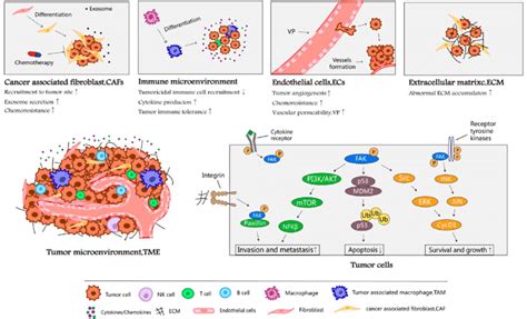 Multiple Role Of Fak In Maintaining Cancer Malignancy Fak Kinase