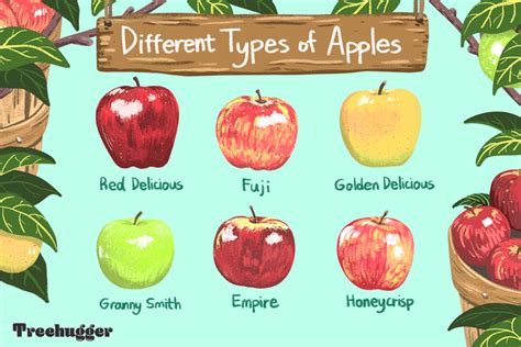 How Different Types Of Apples Got Their Names