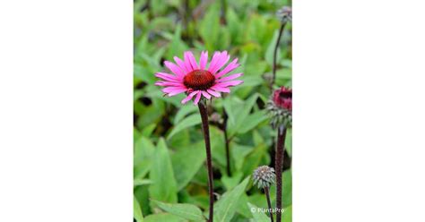 Echinacea Purpurea Fatal Attraction