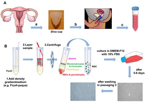 Isolation Of Primary Cell Samples A Flow Chart Showing The Isolation