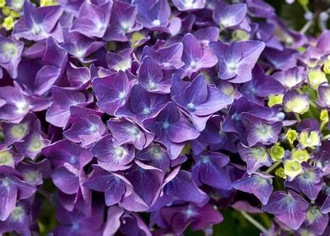 Hydrangea Macrophylla Music Collection Deep Purple Dance