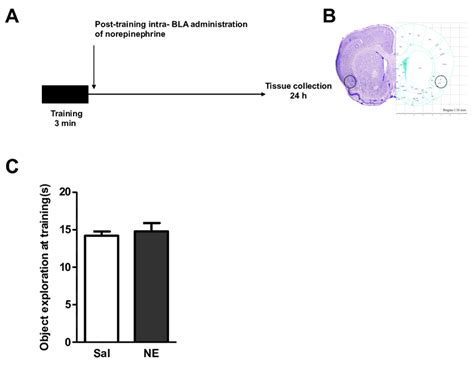 Experimental Procedure A Diagram Of The Behavioral Protocol And Download Scientific Diagram