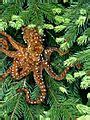 Pacific tree octopus Facts for Kids