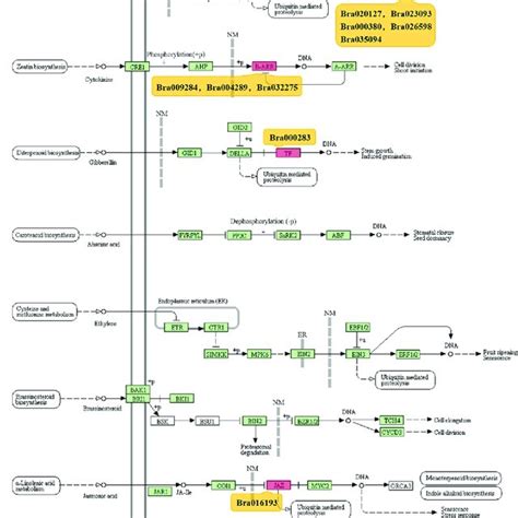 The Display Of Enriched KEGG Pathway Of Plant Hormone Transduction In