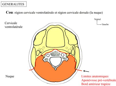 Muscles prévertébraux UE10 Tête et cou Tutorat Associatif Toulousain