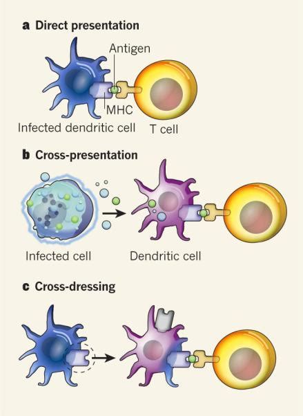 Cross Presentation Immunology