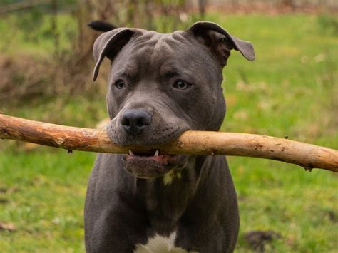 Descubra qual é o cachorro mais forte do mundo Heart Ideias Site de