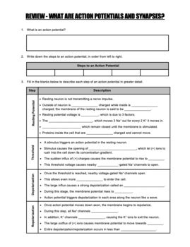 Worksheet Action Potential Polarization Synapses Neurotransmitters