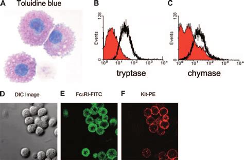 Characterization Of LAD HuMC LAD Cells Were Fixed And Stained With