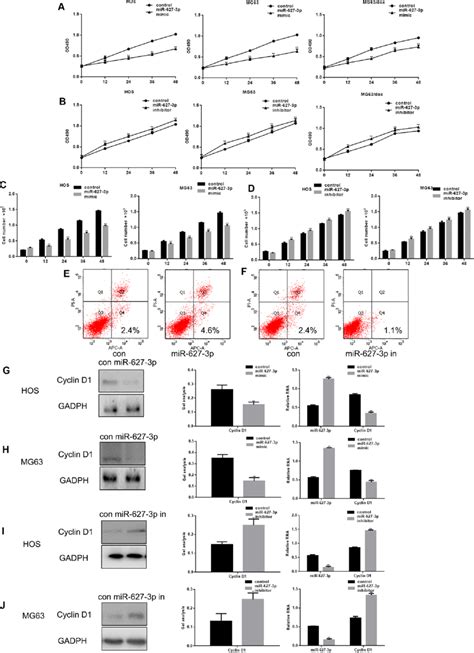 Mir P Inhibits Osteosarcoma Cell Proliferation A B Mtt Assays