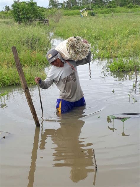 Lahan Kebanjiran Petani Gagal Panen Bontang Post