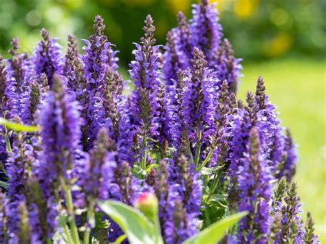 Care Of Salvia Plants Gardening Know How