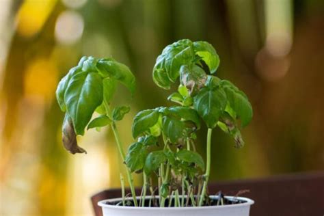 Por qué se secan las plantas en mi casa Causas y soluciones