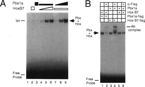 Pbx Proteins Bind Dna Cooperatively With Hoxb7 A Emsa Demonstrating Download Scientific