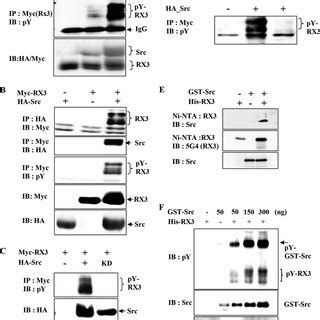 Src Kinase Phosphorylates Runx On Tyrosine Residues In Vitro And In