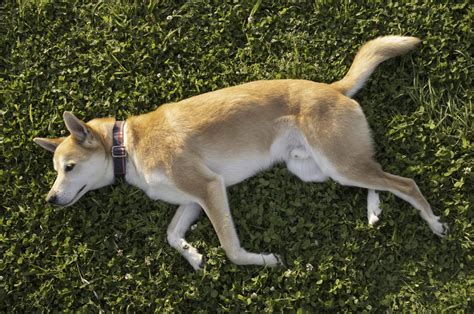 Dermatite Canina Saiba O Que E Como Lidar Zenpet