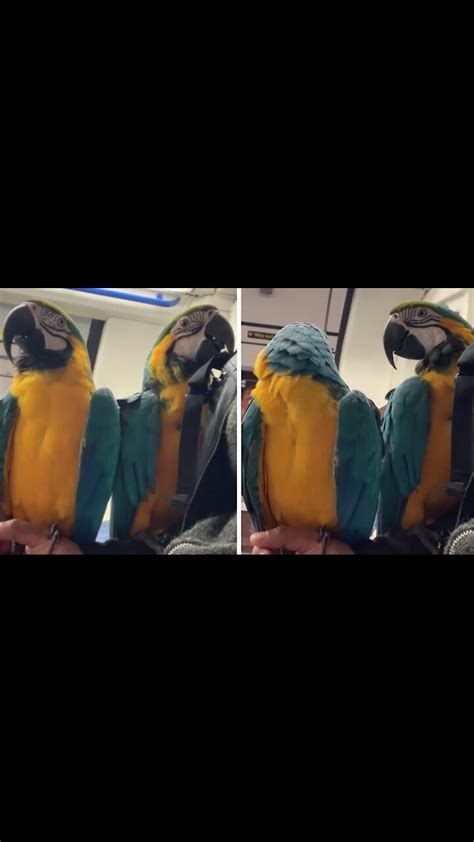 Pair Of Happy Macaws Ride The Subway With Ease