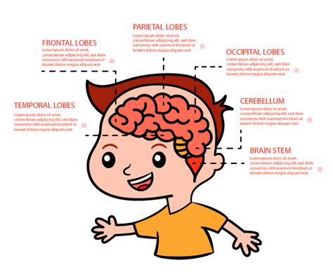 El Cerebro De Su Hijo Diana Mar A Aguirre Neuropsic Loga Infantil