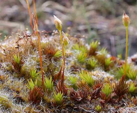 Unveiling The Enchanting Realm Of Polytrichum Longisetum Sw Ex Brid