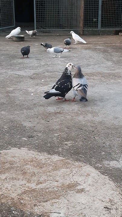 beautiful pingeon   world pingeon kabutar birds youtubeshorts