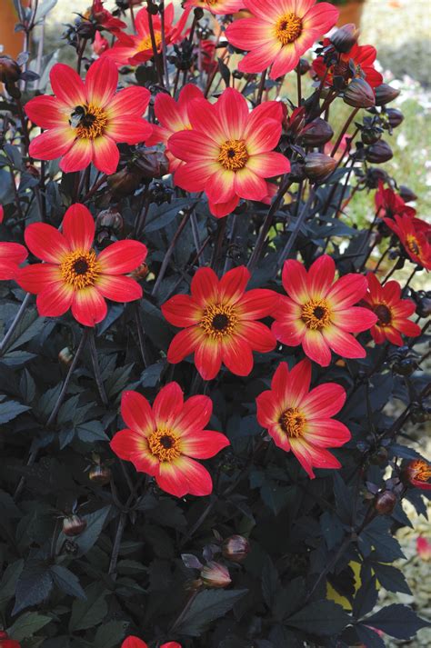 Dahlia ‘happy ‘ Is A Series Of Proven Dark Leaved Dahlias With