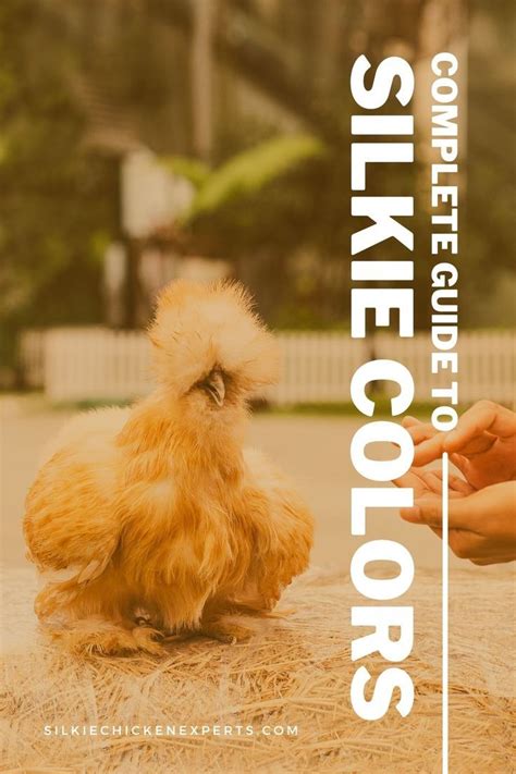 A Complete Guide To Silkie Chicken Colors Breeding Chart Sexing