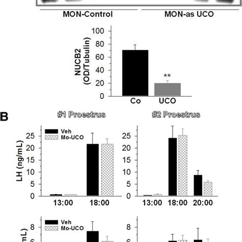 Knockdown Of Hypothalamic Nucb Nesfatin And Preovulatory Surges In