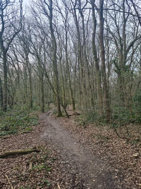 Hockley Woods Essex Stragglers Orienteering Society