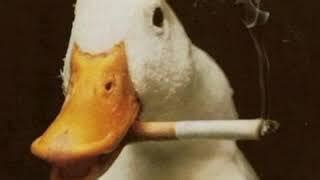 Funny Duck meme - Sound Effect MP3 Download