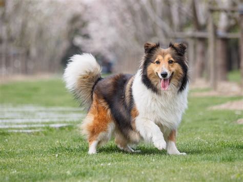 Shetland Sheepdog Dog Breed Information And Characteristics