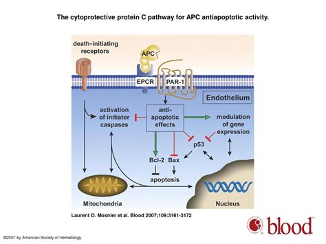 The Cytoprotective Protein C Pathway Ppt Download