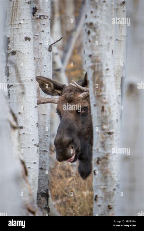 Large Bull Moose Standing Among Aspen Trees Looking Out Stock Photo Alamy