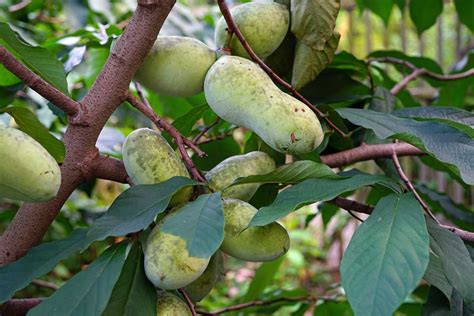 How To Grow And Care For Pawpaw Trees Gardeners Path