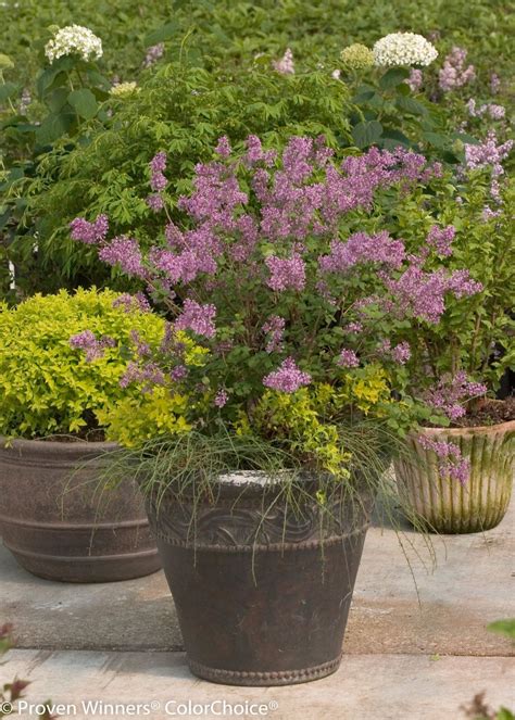 Bloomerang Purple Reblooming Lilac Syringa X Lilac Bushes