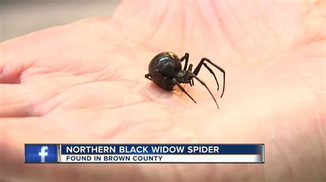 False Black Widow Spider Michigan Kelimccartney