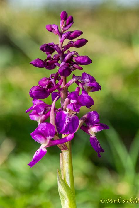 Early Purple Orchid Orchis Mascula Early Purple Orchid I Flickr