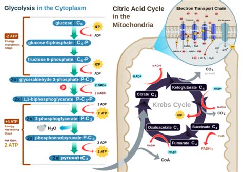 Difference Between Photosynthesis And Cellular Respiration Pediaacom