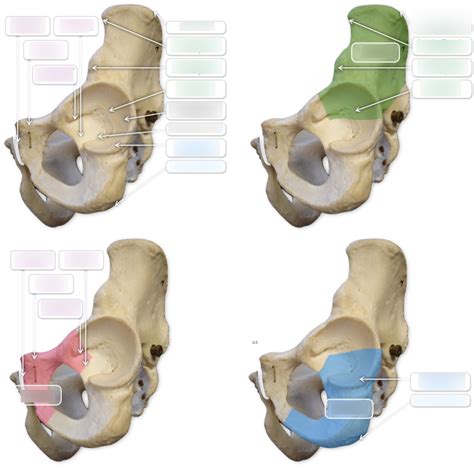 Diagram Of Osteology Of Hip Joint Quizlet