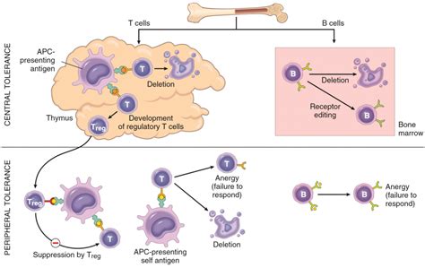 Pathogenesis Of Autoimmune Disorders Greek Doctor